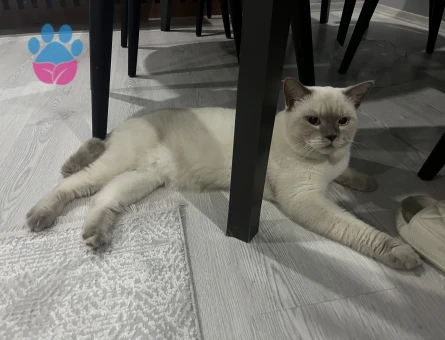 British Shorthair 10 Aylık Eş Arıyor