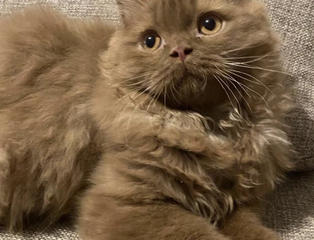Cinnamon British kahverengi kedi - 118979653