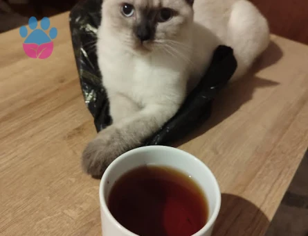 DİŞİ KEDİME EŞ ARIYORUM