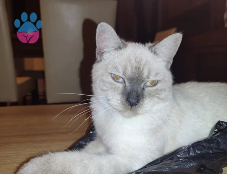 DİŞİ KEDİME EŞ ARIYORUM