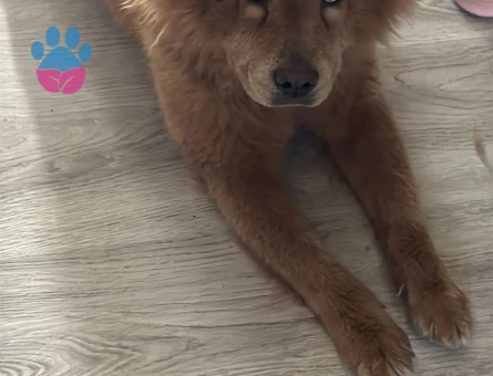 3 yaşında dişi chow chow köpeğime eş arıyorum