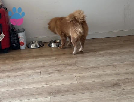 3 yaşında dişi chow chow köpeğime eş arıyorum