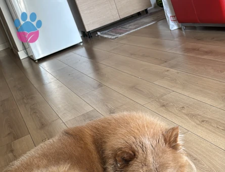 3 yaşında dişi chow chow köpeğime eş arıyorum