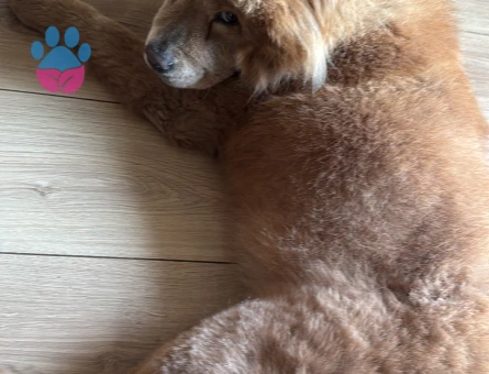 3 yaşında dişi chow chow köpeğime eş arıyorum