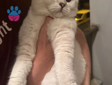Scottish Fold Cinsi Kedime Eş Arıyorum