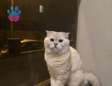 Scottish Fold Cinsi Kedime Eş Arıyorum
