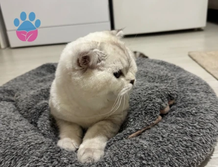 Scottish Fold Cinsi Kedime Eş Arıyorum