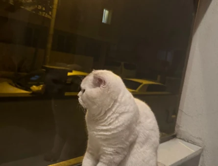 Scottish Fold Cinsi Kedime Eş Arıyorum - 118979663