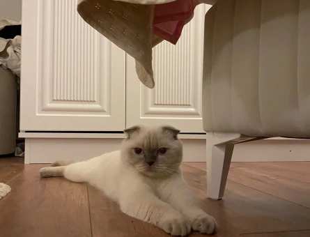 Scottish fold bluepoint Kedime Eş Arıyorum - 118979665