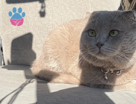 Scottish Fold Cinsi Oğlumuza (Bulut) Kız Arıyoruz - Görsel 2