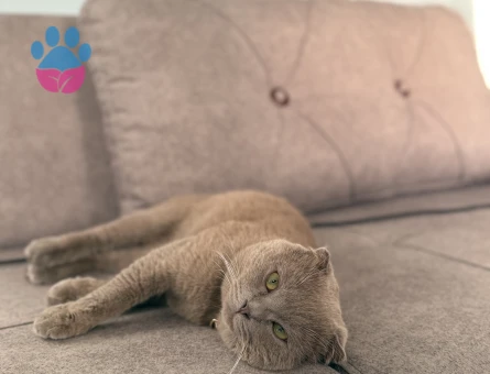 Scottish Fold Cinsi Oğlumuza (Bulut) Kız Arıyoruz - Görsel 3
