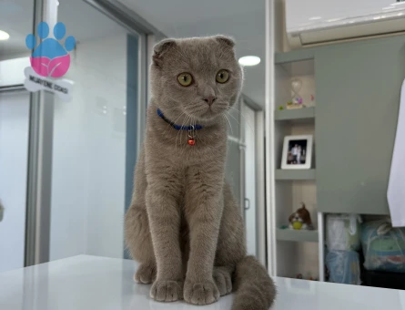 Scottish Fold Cinsi Oğlumuza (Bulut) Kız Arıyoruz - Görsel 4