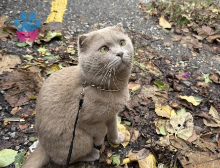 Scottish Fold Cinsi Oğlumuza (Bulut) Kız Arıyoruz - Görsel 5