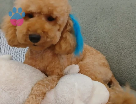 Toy Poodle Kaju Eş Arıyor