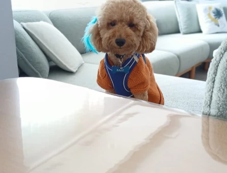 Toy Poodle Kaju Eş Arıyor - 118972146