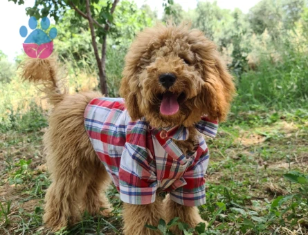 Toy Poodle Kaju Eş Arıyor