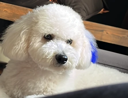 Maltipoo 1 Yaşında Eş Arıyor - 118972150