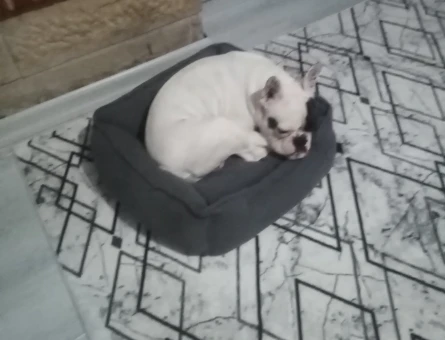 French Bulldog 1 Yaşında Eş Arıyor - 118972153