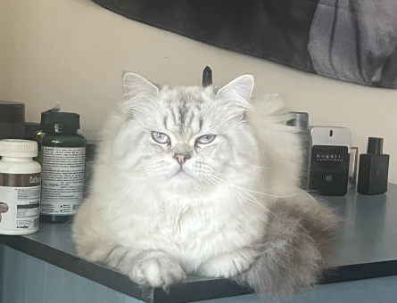 1 Yaşında Erkek British Longhair - 118972159
