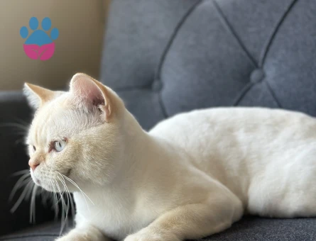 British Shorthair Oğluma eş arıyorum