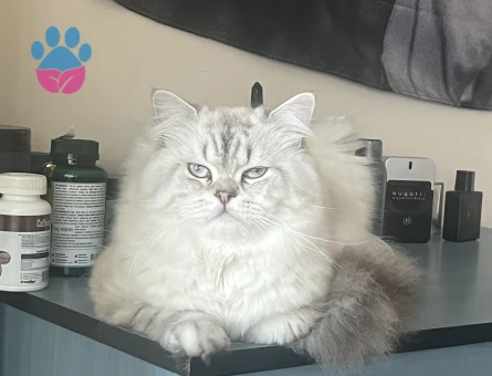 1 Yaşında Erkek British Longhair