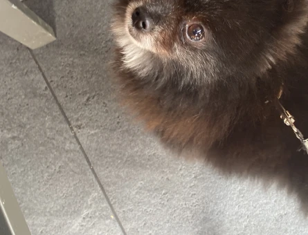 Pomeranian köpeğime eş arıyorum - 118972156