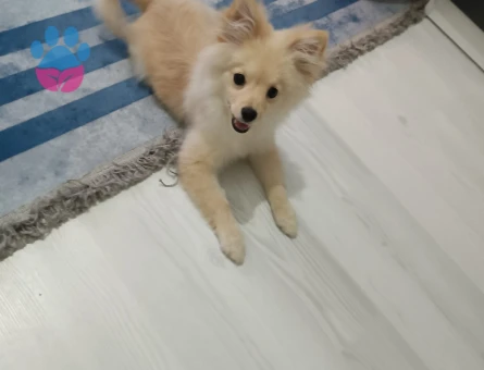 Poomerian Boo Oğlumuza  eş arıyoruz