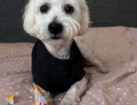 Maltese Terrier 1 Yaşında Köpeğime Eş Arıyor - 118980098