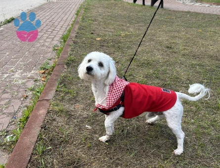 Maltese Terrier 1 Yaşında Köpeğime Eş Arıyor