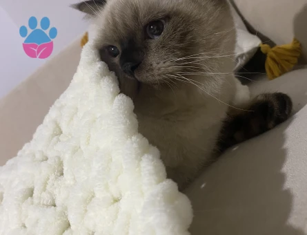 Scottish Fold Kedim 1,5 Yaşında Eş Arıyorum