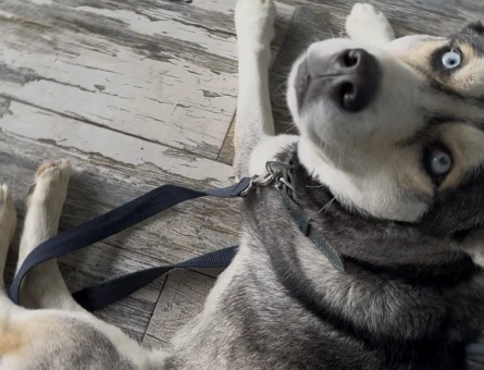DİŞİ HUSKY KIZGINLIKTA - 118980105