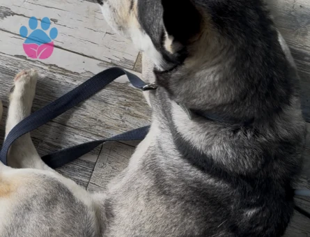 DİŞİ HUSKY KIZGINLIKTA