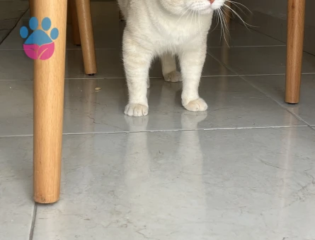 British Shorthair Bluepoint Kedim Eş Arıyorum