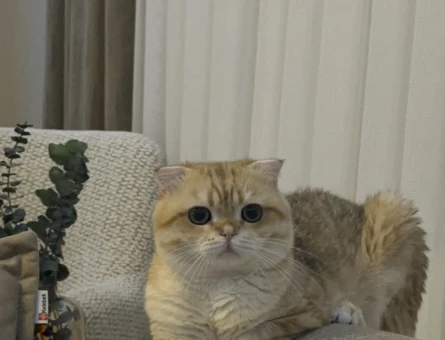 Scottish fold Sarı Kedim Eş Arıyor - 118980111