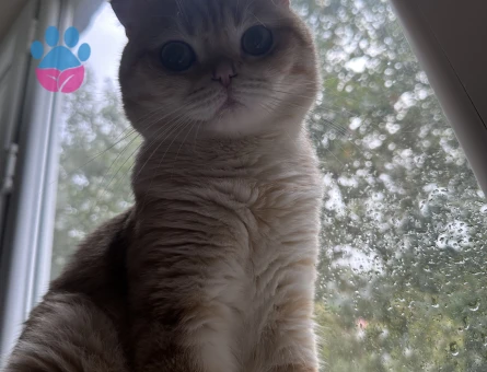 Scottish fold Sarı Kedim Eş Arıyor