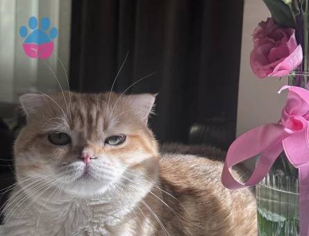 Scottish fold Sarı Kedim Eş Arıyor