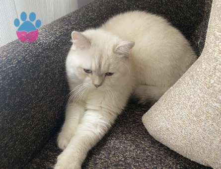 Oğlum simbaya eş arıyorum