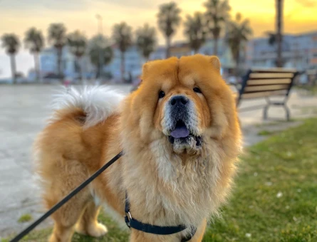 CHOW CHOW - 118980118