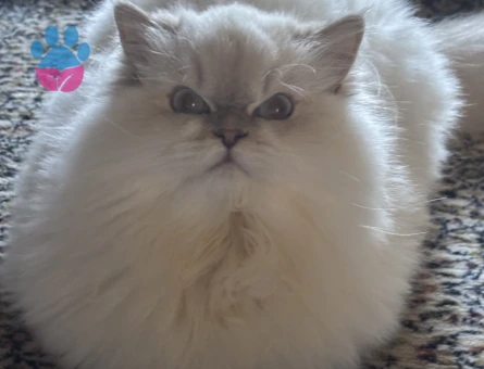 British Longhair Kızım Yumak Eş Arıyor - Görsel 6