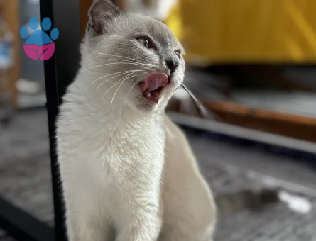 Kedime eş arıyoruz