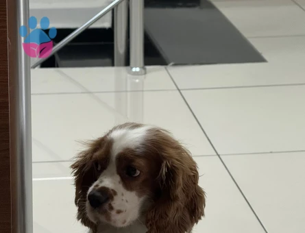 Cavalier King Charles Spaniel Eş Arıyoruz