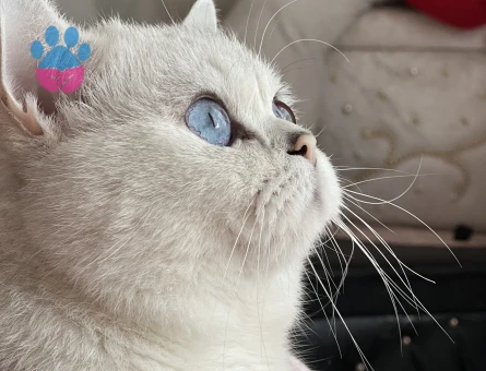 British Shorthair Silver Kedime Eş Arıyorum