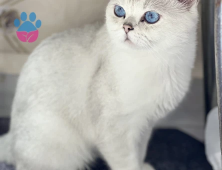 British Shorthair Silver Kedime Eş Arıyorum