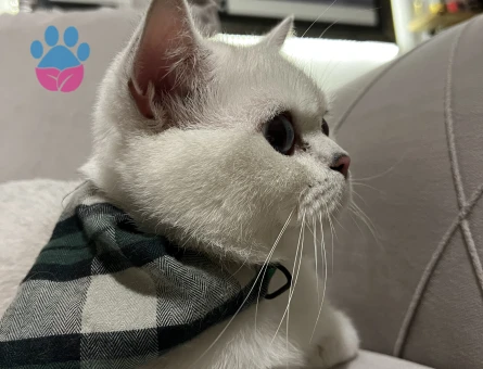 British Shorthair Silver Kedime Eş Arıyorum