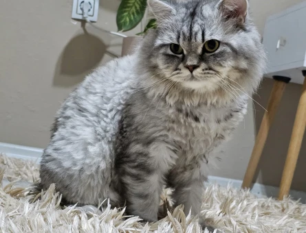 oğluma dişi kedi istiyorum - 118980571