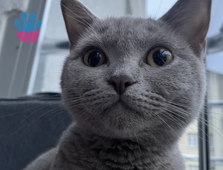 9 aylık kedime erkek eş arıyorum