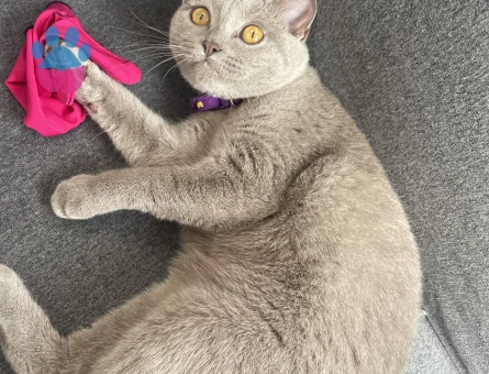 9 aylık kedime erkek eş arıyorum