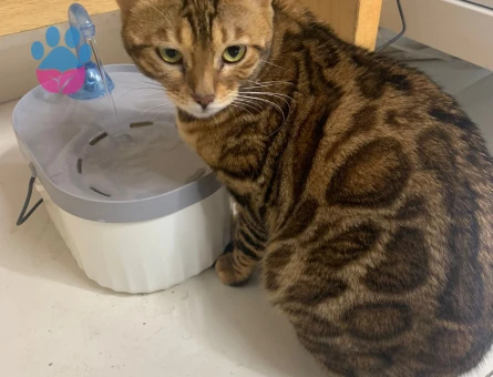 Safkan Bengal Kedimize Eş Arıyoruz