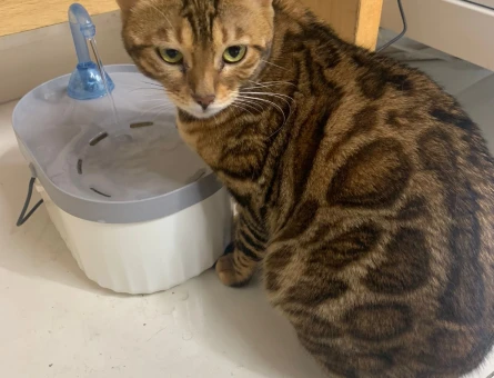 Safkan Bengal Kedimize Eş Arıyoruz - 118980579