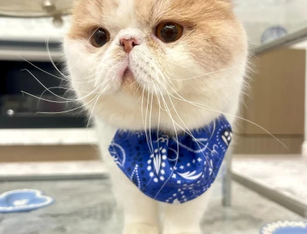 Exotic shorthair oğlumuza gelin adayı arıyoruz - 118980580